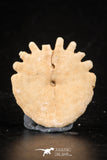 88240 - Top Beautiful 1.00 Inch Heliophora orbicularis (Urchin) Upper Pliocene