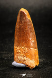 05032 - Beautiful 1.63 Inch Spinosaurus Dinosaur Tooth Cretaceous