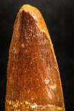 05032 - Beautiful 1.63 Inch Spinosaurus Dinosaur Tooth Cretaceous