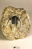 30756 - Well Prepared 1.36 Inch Cyphaspis (Otarion) cf. boutscharafinense Devonian Trilobite