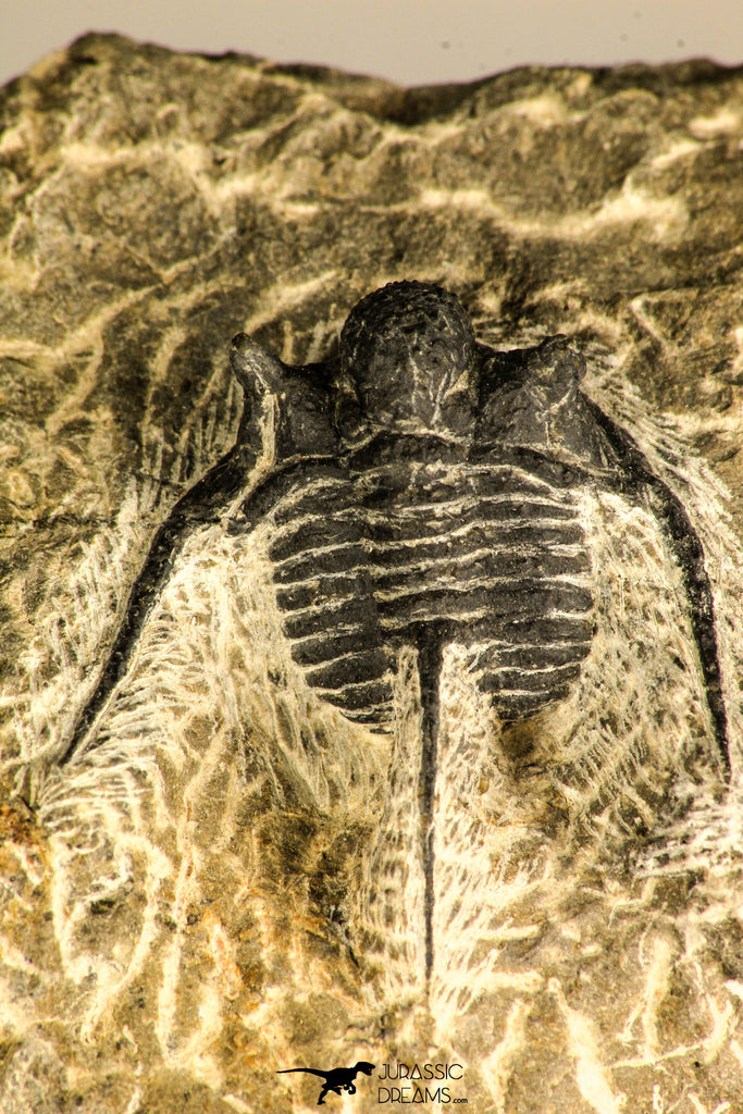 30756 - Well Prepared 1.36 Inch Cyphaspis (Otarion) cf. boutscharafinense Devonian Trilobite