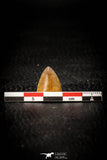 08107 - Top Beautiful 0.69 Inch Hamadasuchus rebouli Crocodile Tooth Cretaceous KemKem