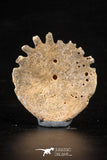 88245 - Top Beautiful 1.40 Inch Heliophora orbicularis (Urchin) Upper Pliocene