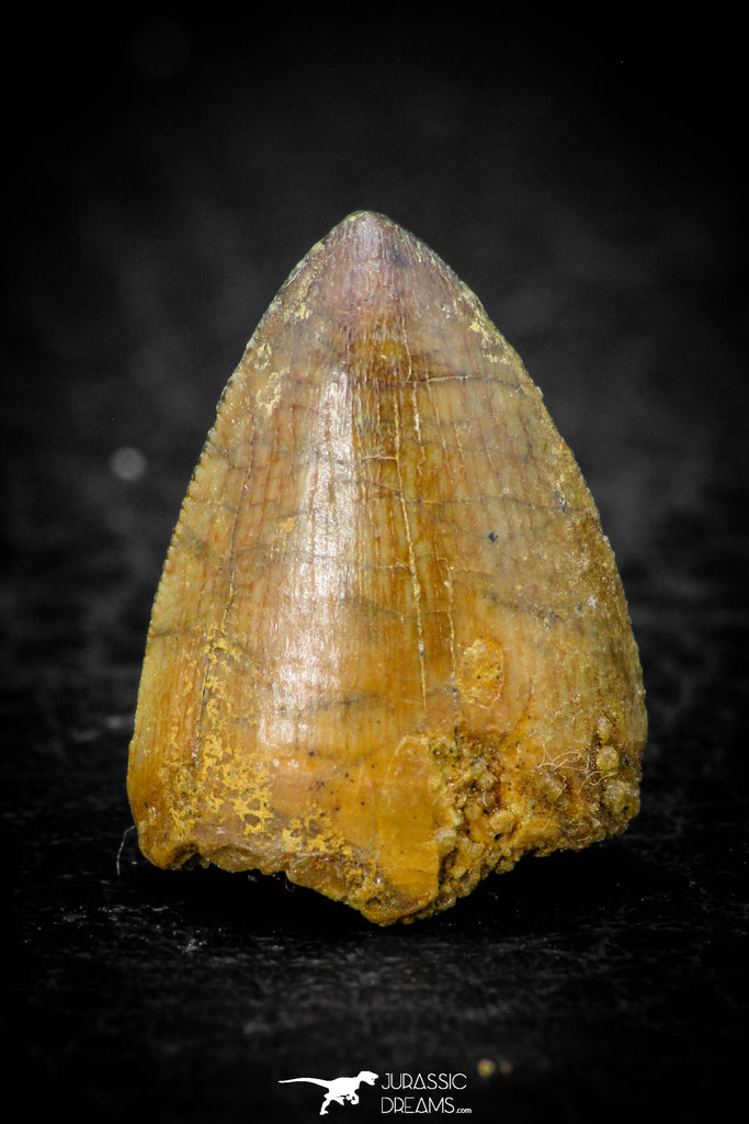 08107 - Top Beautiful 0.69 Inch Hamadasuchus rebouli Crocodile Tooth Cretaceous KemKem