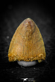 08107 - Top Beautiful 0.69 Inch Hamadasuchus rebouli Crocodile Tooth Cretaceous KemKem