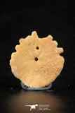 88246 - Top Beautiful 1.22 Inch Heliophora orbicularis (Urchin) Upper Pliocene