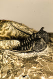 30756 - Well Prepared 1.36 Inch Cyphaspis (Otarion) cf. boutscharafinense Devonian Trilobite