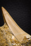 07692 - Top Rare Mosasaurus baugei 1.87 Inch Tooth in Matrix Late Cretaceous
