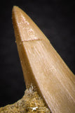 07692 - Top Rare Mosasaurus baugei 1.87 Inch Tooth in Matrix Late Cretaceous