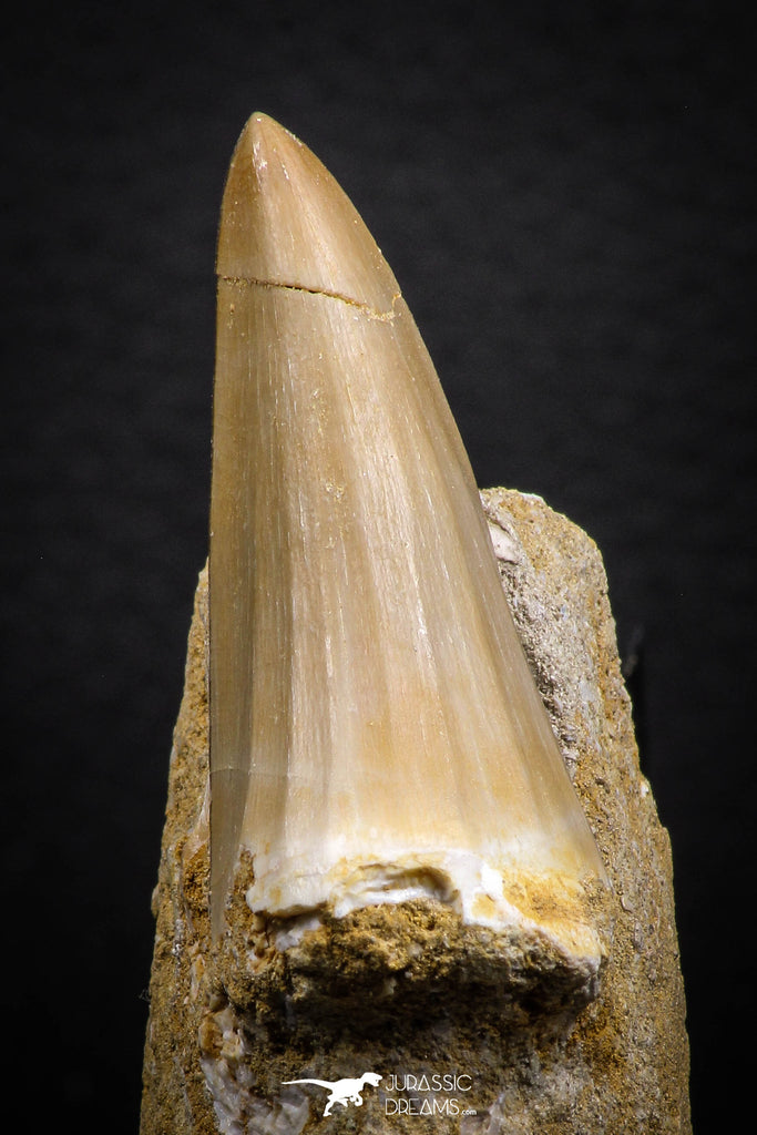 07692 - Top Rare Mosasaurus baugei 1.87 Inch Tooth in Matrix Late Cretaceous