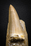 07692 - Top Rare Mosasaurus baugei 1.87 Inch Tooth in Matrix Late Cretaceous