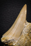 07692 - Top Rare Mosasaurus baugei 1.87 Inch Tooth in Matrix Late Cretaceous