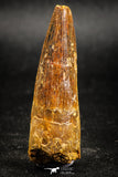 05036 -  Top Beautiful 2.07 Inch Spinosaurus Dinosaur Tooth Cretaceous
