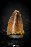 08108 - Beautiful 0.59 Inch Hamadasuchus rebouli Crocodile Tooth Cretaceous KemKem