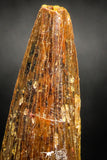 05036 -  Top Beautiful 2.07 Inch Spinosaurus Dinosaur Tooth Cretaceous