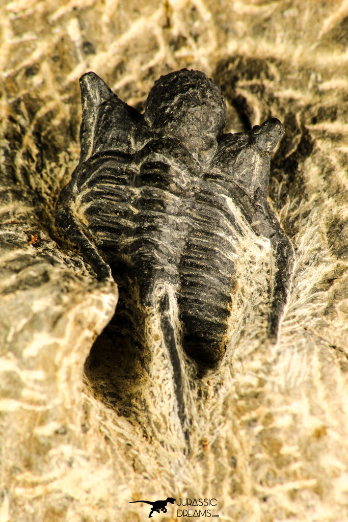 30757 - Beautiful 1.42 Inch Cyphaspis (Otarion) cf. boutscharafinense Devonian Trilobite
