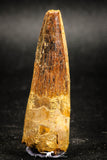 05036 -  Top Beautiful 2.07 Inch Spinosaurus Dinosaur Tooth Cretaceous