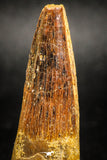 05036 -  Top Beautiful 2.07 Inch Spinosaurus Dinosaur Tooth Cretaceous