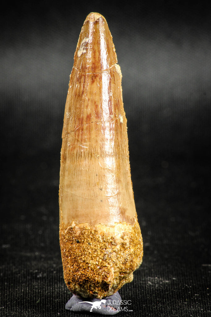 05037 -  Top Beautiful 2.21 Inch Spinosaurus Dinosaur Tooth Cretaceous