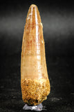05037 -  Top Beautiful 2.21 Inch Spinosaurus Dinosaur Tooth Cretaceous