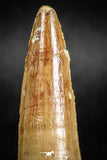 05037 -  Top Beautiful 2.21 Inch Spinosaurus Dinosaur Tooth Cretaceous