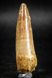 05037 -  Top Beautiful 2.21 Inch Spinosaurus Dinosaur Tooth Cretaceous