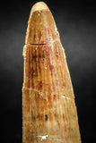 05037 -  Top Beautiful 2.21 Inch Spinosaurus Dinosaur Tooth Cretaceous
