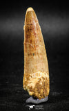 05037 -  Top Beautiful 2.21 Inch Spinosaurus Dinosaur Tooth Cretaceous