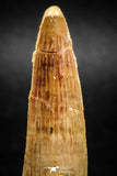 05037 -  Top Beautiful 2.21 Inch Spinosaurus Dinosaur Tooth Cretaceous