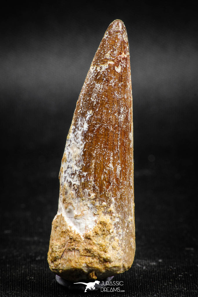 05038 - Beautiful 2.23 Inch Spinosaurus Dinosaur Tooth Cretaceous