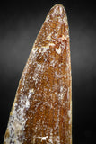 05038 - Beautiful 2.23 Inch Spinosaurus Dinosaur Tooth Cretaceous