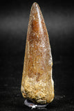 05038 - Beautiful 2.23 Inch Spinosaurus Dinosaur Tooth Cretaceous