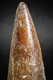 05038 - Beautiful 2.23 Inch Spinosaurus Dinosaur Tooth Cretaceous