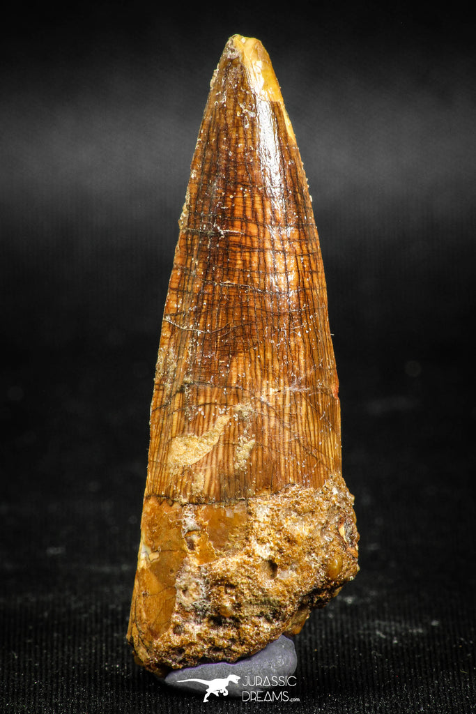 05039 -  Top Beautiful 2.16 Inch Spinosaurus Dinosaur Tooth Cretaceous