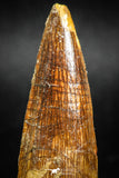05039 -  Top Beautiful 2.16 Inch Spinosaurus Dinosaur Tooth Cretaceous