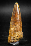 05039 -  Top Beautiful 2.16 Inch Spinosaurus Dinosaur Tooth Cretaceous