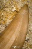 07696 - Top Rare Mosasaurus baugei 1.65 Inch Tooth in Matrix Late Cretaceous