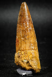 05039 -  Top Beautiful 2.16 Inch Spinosaurus Dinosaur Tooth Cretaceous