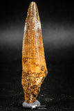 05040 -  Well Preserved 2.70 Inch Spinosaurus Dinosaur Tooth Cretaceous
