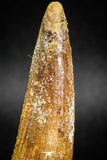 05040 -  Well Preserved 2.70 Inch Spinosaurus Dinosaur Tooth Cretaceous