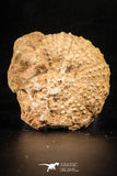 88258 - Top Quality 2.28 Inch Tetragramma marticense (Sea Urchin) Cretaceous