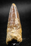 05041 -  Beautiful 2.14 Inch Spinosaurus Dinosaur Tooth Cretaceous