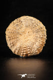 88259 - Top Quality 1.88 Inch Tetragramma marticense (Sea Urchin) Cretaceous