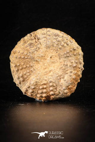 88259 - Top Quality 1.88 Inch Tetragramma marticense (Sea Urchin) Cretaceous