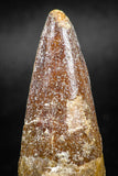 05041 -  Beautiful 2.14 Inch Spinosaurus Dinosaur Tooth Cretaceous