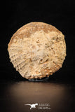 88259 - Top Quality 1.88 Inch Tetragramma marticense (Sea Urchin) Cretaceous