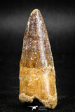 05041 -  Beautiful 2.14 Inch Spinosaurus Dinosaur Tooth Cretaceous