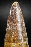 05041 -  Beautiful 2.14 Inch Spinosaurus Dinosaur Tooth Cretaceous
