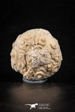 88261 - Top Quality 1.45 Inch Goniopygus menardi (Sea Urchin) Upper Cretaceous