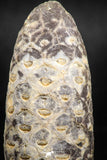 05042- Top Rare 2.03 Inch Fossilized Silicified Pine Cone EQUICALASTROBUS Eocene Sahara Desert